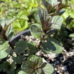 Мята После восьми от Завода ФЛОРА