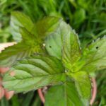 Мята Пина Колада от Завода ФЛОРА