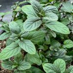 Мята Сванетис Мцванеби от Завода ФЛОРА