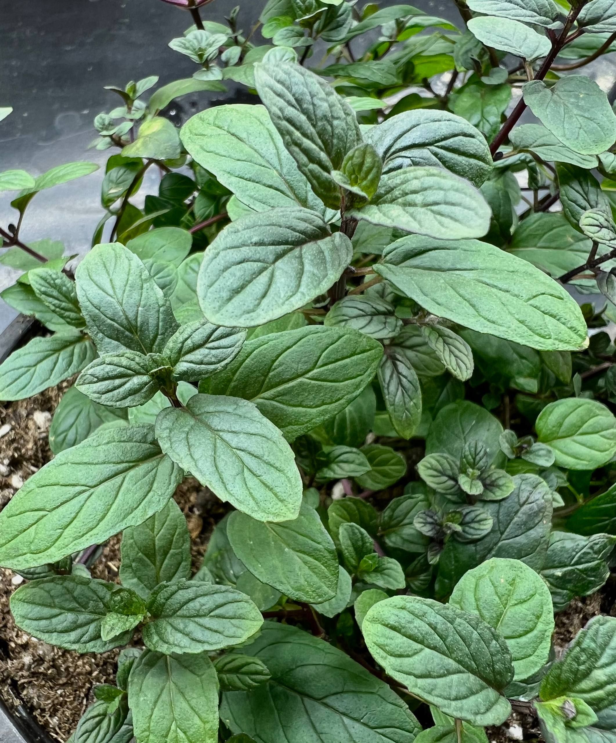 Мята Сванетис Мцванеби от Завода ФЛОРА