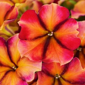 Петуния Crazytunia Tiki Torch (0,1л)