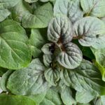 Мята Янтарная от Завода ФЛОРА