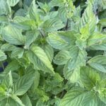 Мята Грейпфрут от Завода ФЛОРА