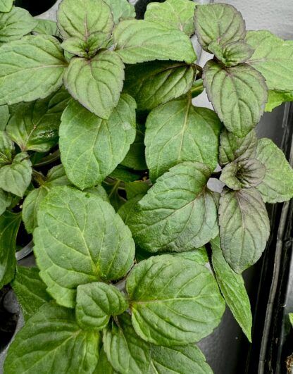 Мята Чайные традиции от Завода ФЛОРА