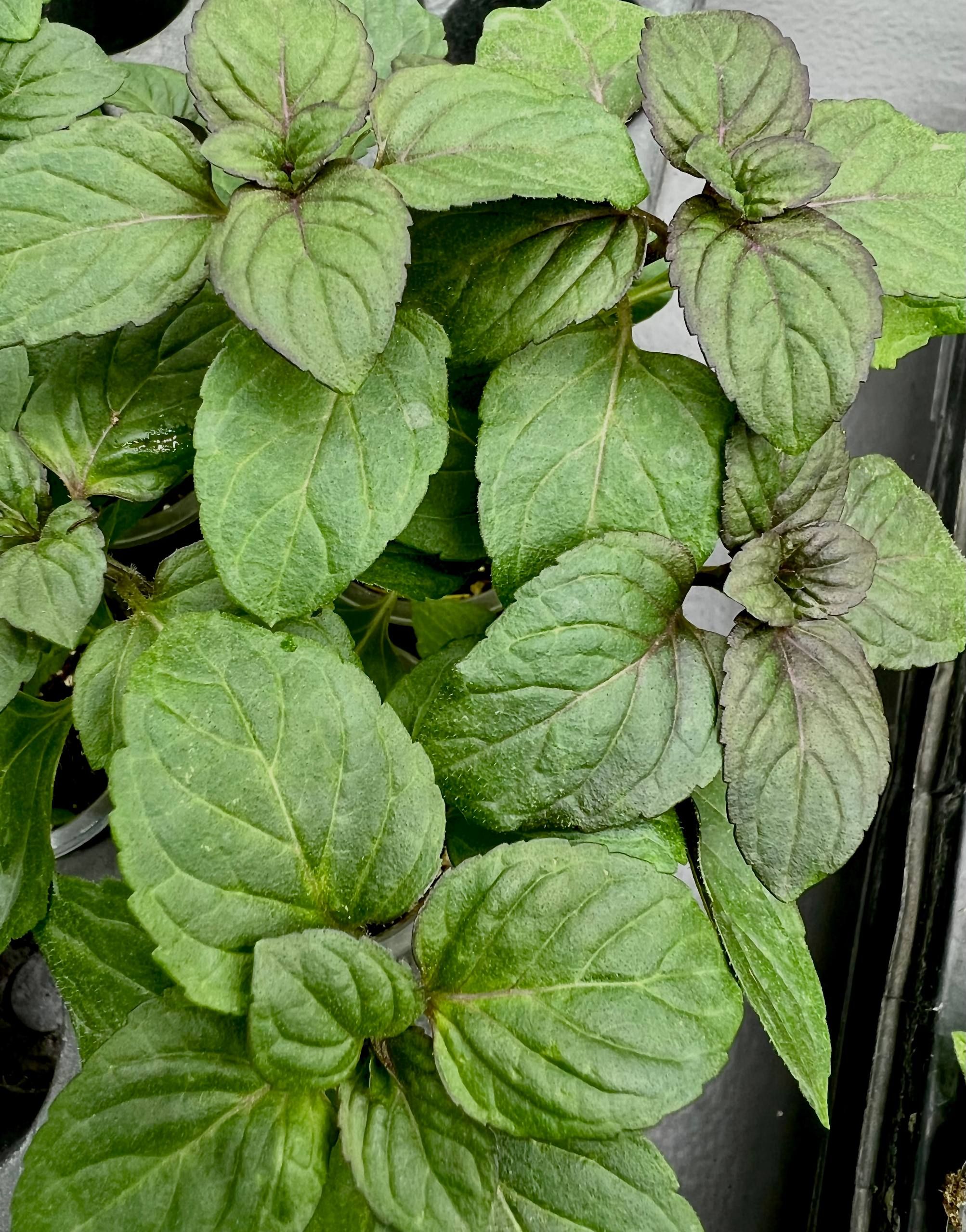 Мята Чайные традиции от Завода ФЛОРА