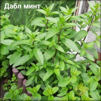 Мята Даблминт (0,1л)