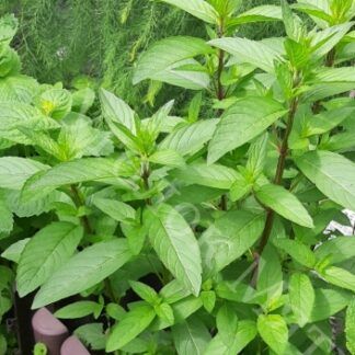 Мята Даблминт от Завода ФЛОРА