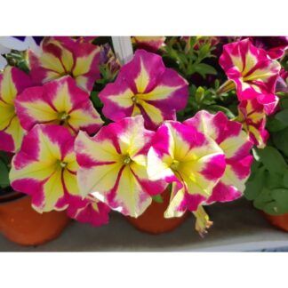 Петуния Crazytunia Pink Flamingo (0,1л)