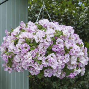 Петуния Designer Bridal Blush (0,1л)