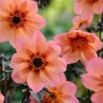 Георгины Mystic Fantasy от Завода ФЛОРА