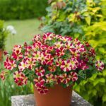 Петуния Designer Candy Pop от Завода ФЛОРА