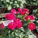 Георгины Cherie Abstract Raspberry - фото 2 от Завода ФЛОРА