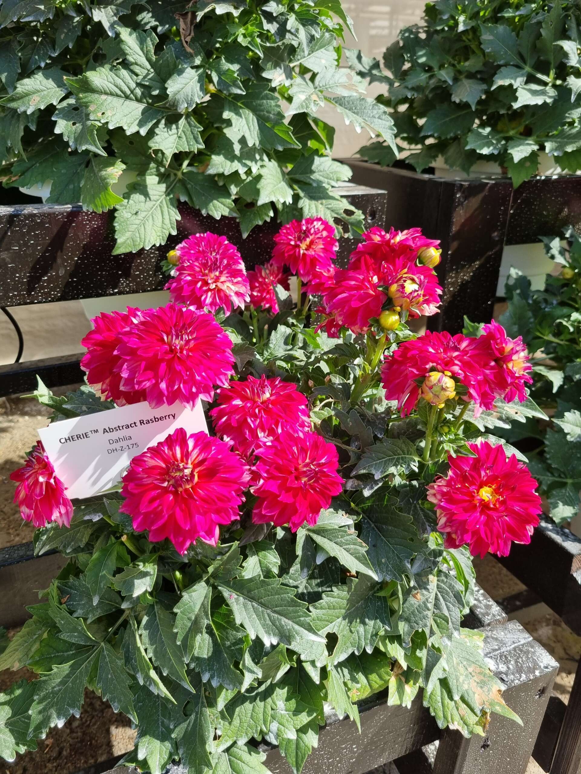 Георгины Cherie Abstract Raspberry - фото 2 от Завода ФЛОРА