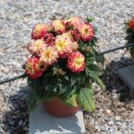 Георгины Cherie Abstract Raspberry - фото 1 от Завода ФЛОРА