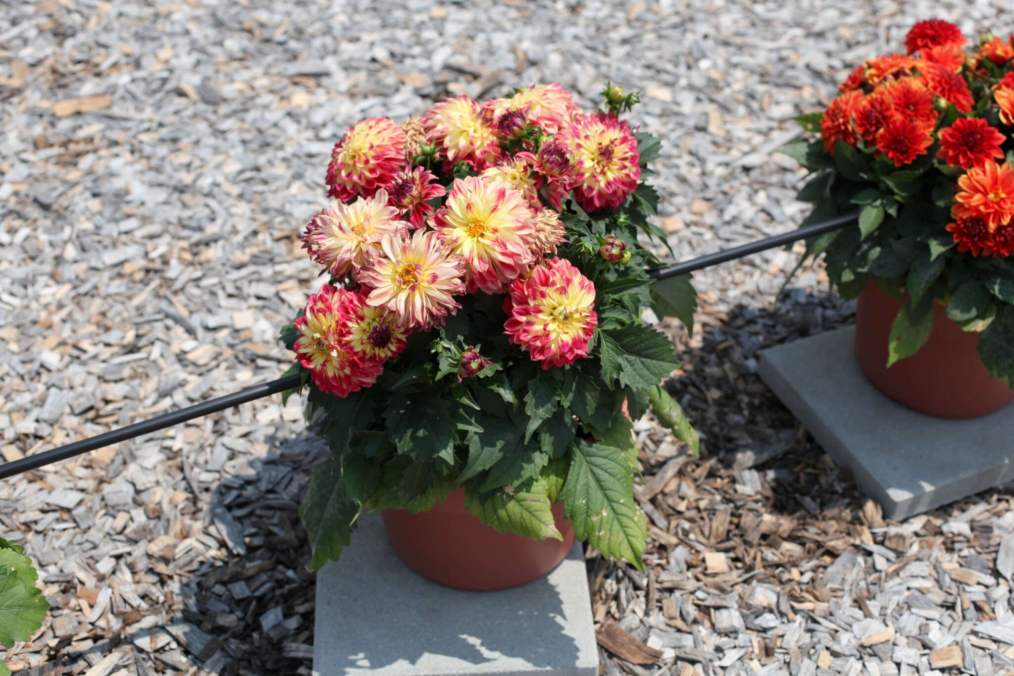 Георгины Cherie Abstract Raspberry - фото 1 от Завода ФЛОРА