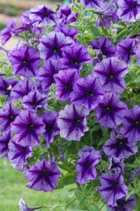 Петуния Designer Royal Lace (0,1л)