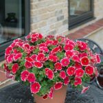 Петуния Designer Spinwheel Scarlet - фото 2 от Завода ФЛОРА