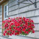 Петуния Designer Spinwheel Scarlet от Завода ФЛОРА