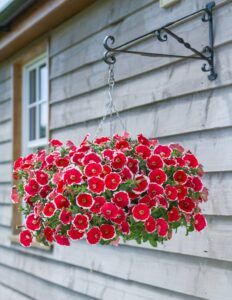 Петуния Designer Spinwheel Scarlet (0,1л)