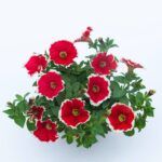 Петуния Designer Spinwheel Scarlet - фото 3 от Завода ФЛОРА