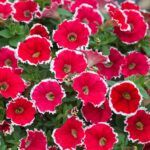 Петуния Designer Spinwheel Scarlet - фото 1 от Завода ФЛОРА
