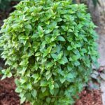 Базилик Кипрский от Завода ФЛОРА