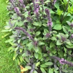 Базилик Африкан Блю - фото 1 от Завода ФЛОРА