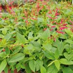 Шалфей ананасный Пино  от Завода ФЛОРА