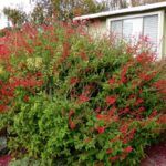 Шалфей ананасный Пино  - фото 1 от Завода ФЛОРА