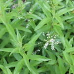 Вербена Лимонная от Завода ФЛОРА