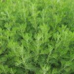 Артемизия Кола - фото 1 от Завода ФЛОРА