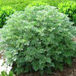 Артемизия Кола от Завода ФЛОРА