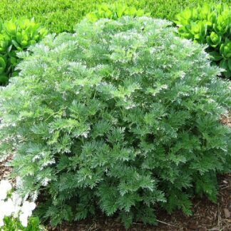 Артемизия Кола от Завода ФЛОРА