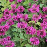 Монарда Bee Free от Завода ФЛОРА