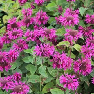 Монарда Bee Free от Завода ФЛОРА