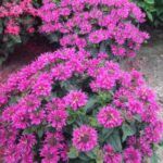 Монарда Bee Free - фото 1 от Завода ФЛОРА