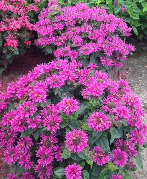 Монарда Bee Free - фото 1 от Завода ФЛОРА