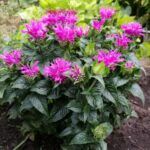 Монарда Baby Spice - фото 1 от Завода ФЛОРА