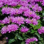 Монарда Baby Spice от Завода ФЛОРА