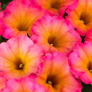 Петуния Flower Shower Mayan Sunset (0,1л)