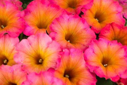 Петуния Flower Shower Mayan Sunset (срезы/5шт)