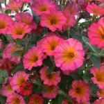 Петуния Flower Shower Mayan Sunset - фото 1 от Завода ФЛОРА