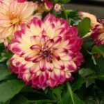 Георгины Cherie Abstract Raspberry от Завода ФЛОРА