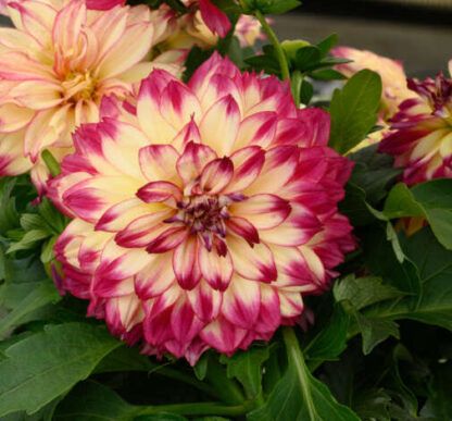 Георгины Cherie Abstract Raspberry от Завода ФЛОРА