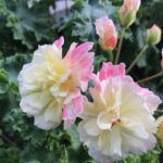 Пеларгония Rushmoore Zambezi - фото 1 от Завода ФЛОРА