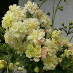 Пеларгония Rushmoore Zambezi - фото 2 от Завода ФЛОРА