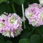 Пеларгония PAC Viva Carolina - фото 2 от Завода ФЛОРА