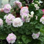 Пеларгония PAC Viva Carolina - фото 1 от Завода ФЛОРА