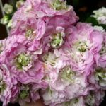 Пеларгония PAC Viva Carolina от Завода ФЛОРА