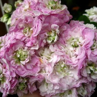 Пеларгония PAC Viva Carolina от Завода ФЛОРА